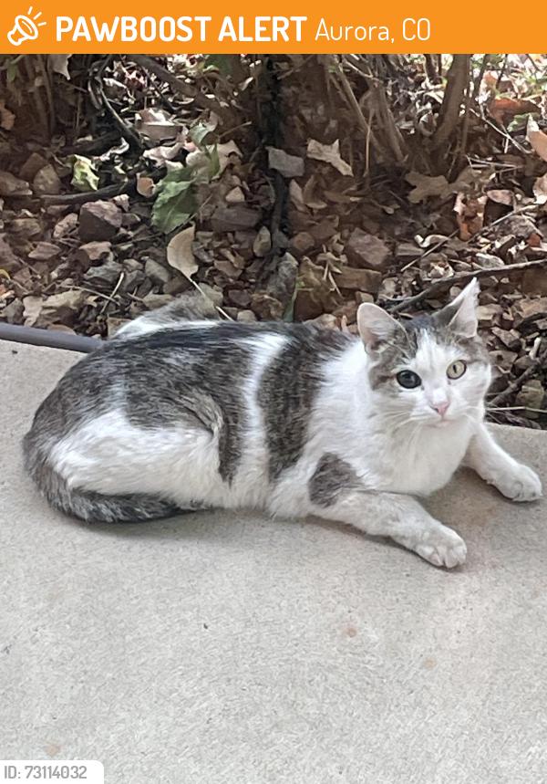 Found/Stray Unknown Cat last seen Mission Viejo, Aurora, Colorado, Aurora, CO 80013