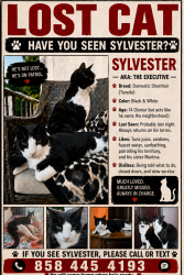 Lost Male Cat last seen Vista & Monroe, Kensington, San Diego CA, San Diego, CA 92116