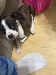 Reunited Female Dog last seen Welsh Dr,, La Vergne, TN 37086