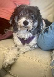 Reunited Female Dog last seen Near Pomelo Dr, Vista, CA 92081, USA, Vista, CA 92081