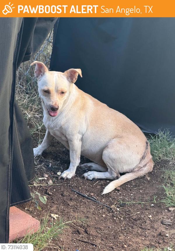 Found/Stray Unknown Dog last seen E. 37th st, San Angelo, TX 76903