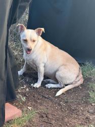 Found/Stray Unknown Dog last seen E. 37th st, San Angelo, TX 76903
