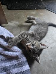 Found/Stray Female Cat last seen Off Vauthier St, Texas City, TX 77591
