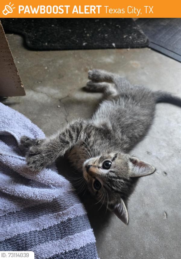 Found/Stray Female Cat last seen Off Vauthier St, Texas City, TX 77591