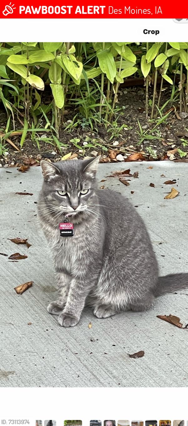 Lost Female Cat last seen NW 66th Ave & NW 6th Dr, Saylorville, Des Moines, IA 50313