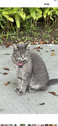 Lost Female Cat last seen NW 66th Ave & NW 6th Dr, Saylorville, Des Moines, IA 50313