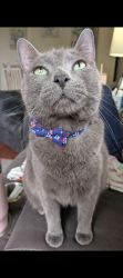 Lost Male Cat last seen Near Lauerman St Cedar Lake IN, Cedar Lake, IN 46303