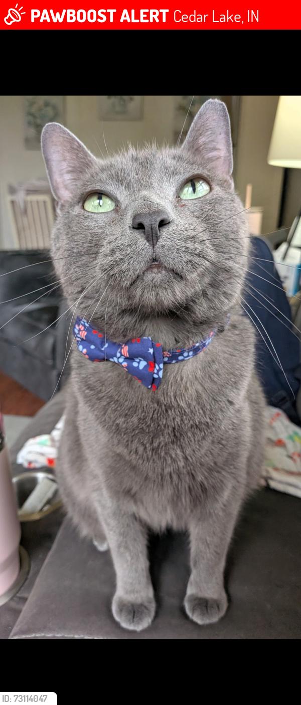 Lost Male Cat last seen Near Lauerman St Cedar Lake IN, Cedar Lake, IN 46303