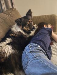 Reunited Female Dog last seen Neilson Rd and Hillsboro, Davisburg, MI 48350