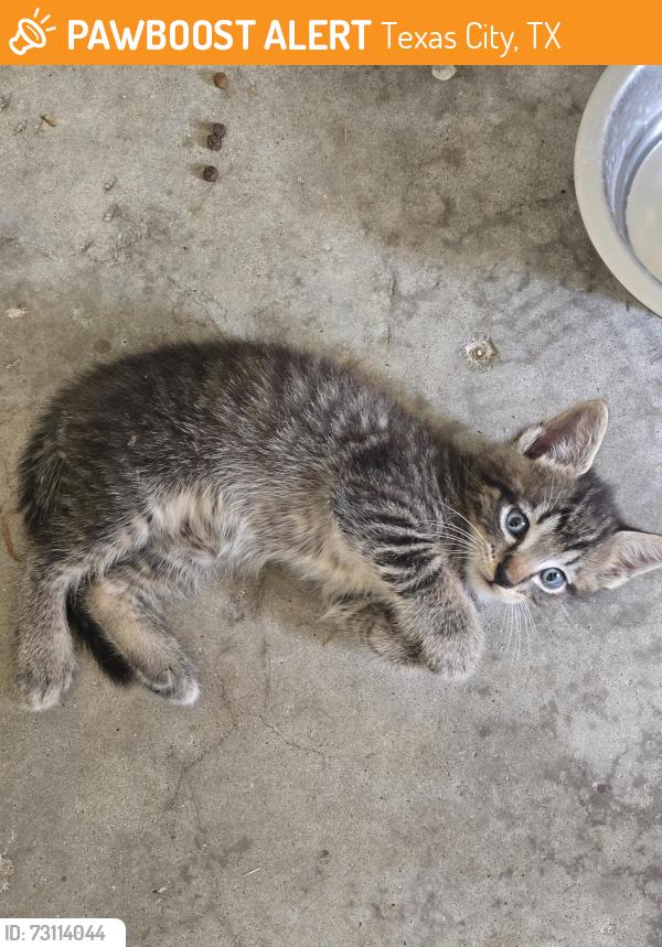 Found/Stray Male Cat last seen Off Vauthier St, Texas City, TX 77591