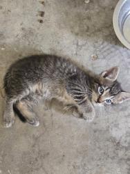 Found/Stray Male Cat last seen Off Vauthier St, Texas City, TX 77591