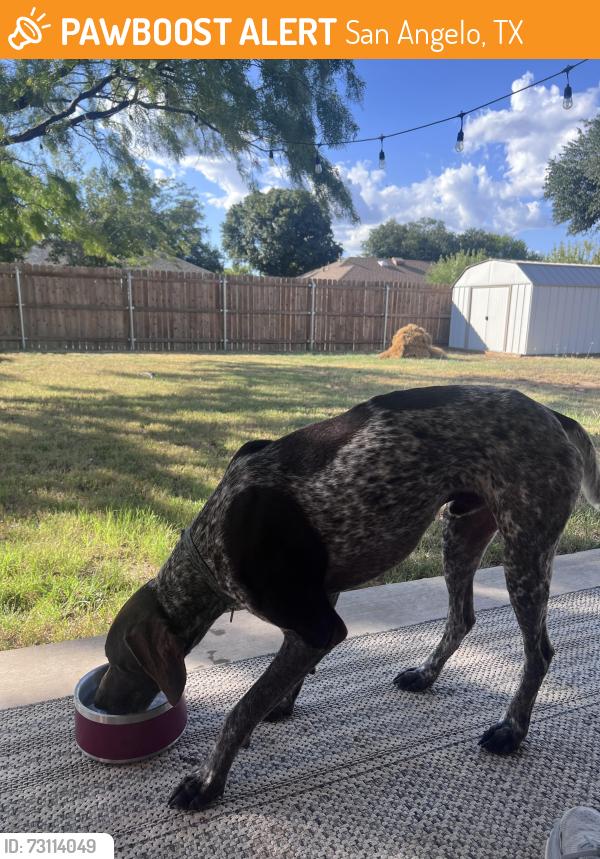 Found/Stray Male Dog last seen Smith Blvd, San Angelo, TX 76905