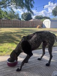 Found/Stray Male Dog last seen Smith Blvd, San Angelo, TX 76905