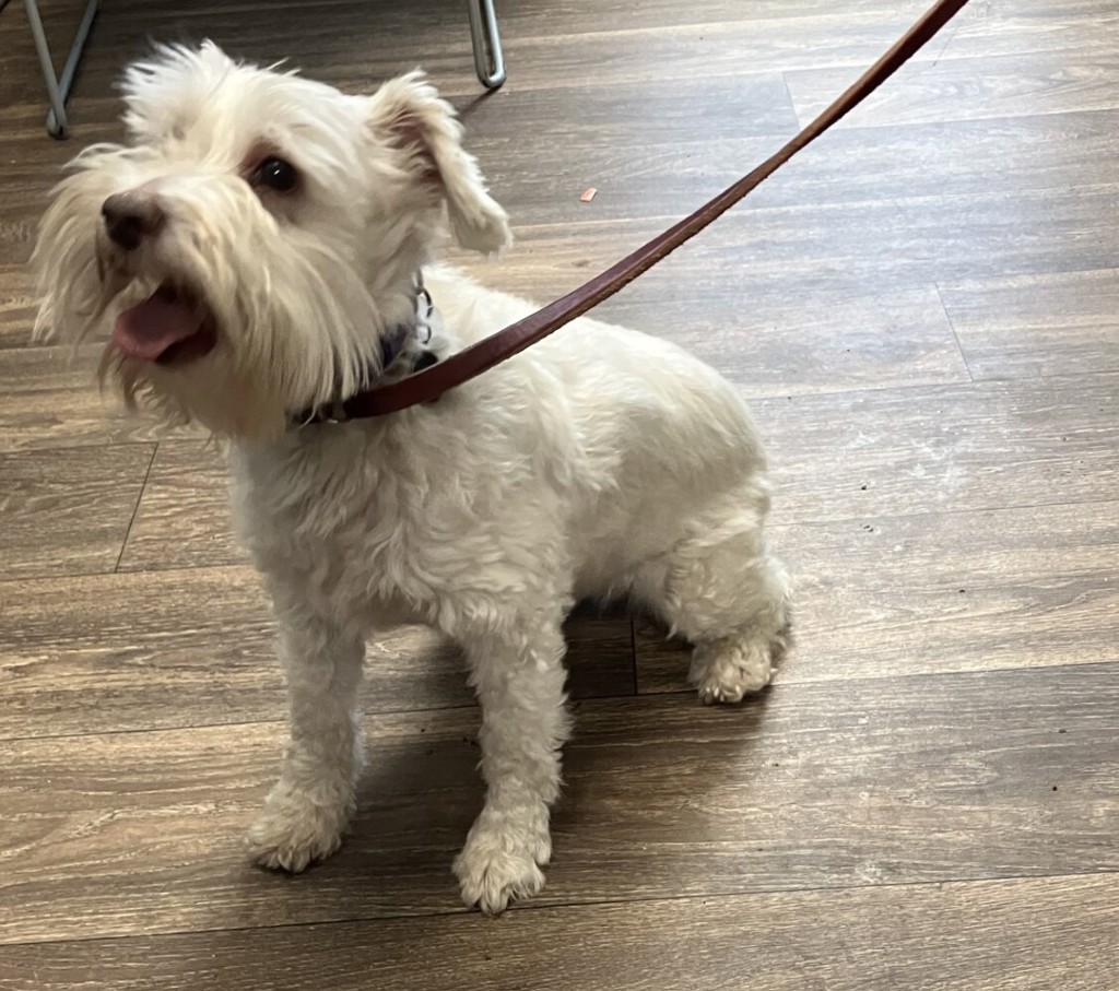 Shelter Stray Female Dog last seen Near Lake Murray Boulevard, La Mesa - Lake Murray, CA, 91942, 5500 Gaines St, San Diego, CA 92110, USA