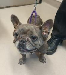 Shelter Stray Female Dog last seen Near Broadway, El Cajon, CA, 92021, El Cajon, CA 92020, USA