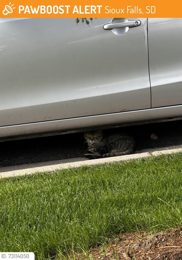Found/Stray Unknown Cat last seen Sanford hosp, Sioux Falls, SD 57105