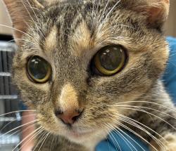 Shelter Stray Female Cat last seen 41st/Holgate, OR, 1700 W Historic Columbia River Hwy, Troutdale, OR 97060, USA