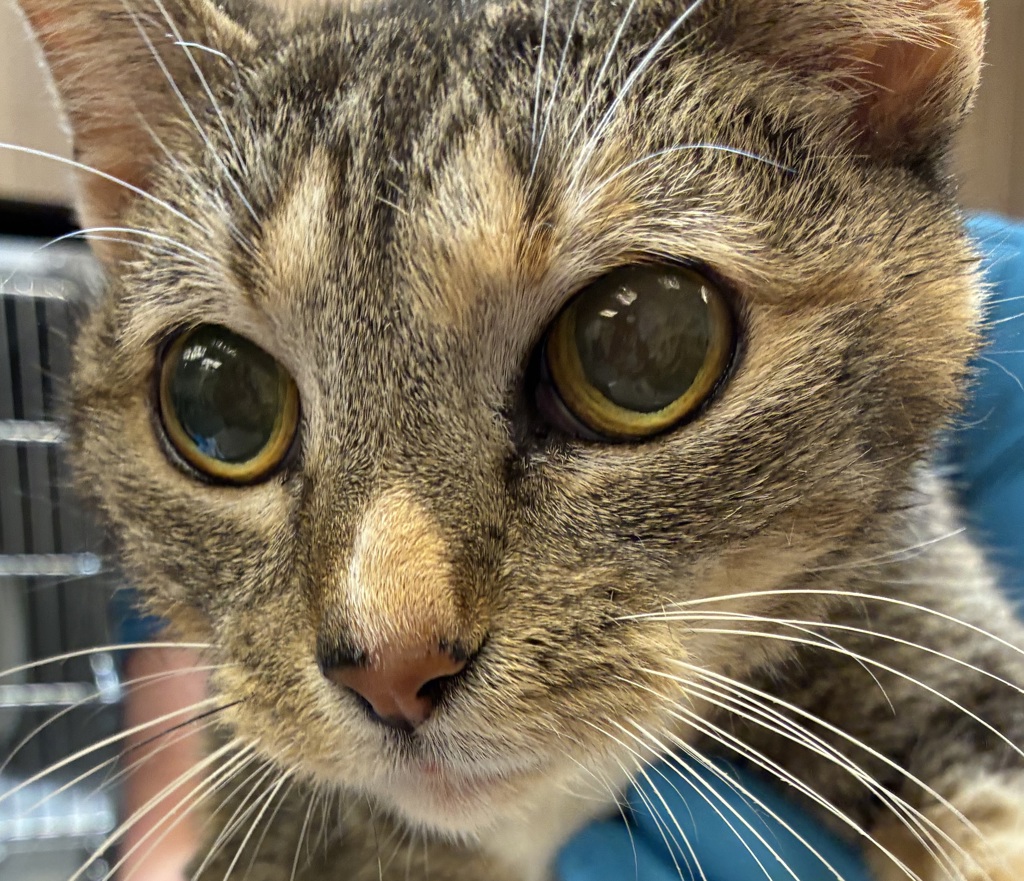 Shelter Stray Female Cat last seen 41st/Holgate, OR, 1700 W Historic Columbia River Hwy, Troutdale, OR 97060, USA