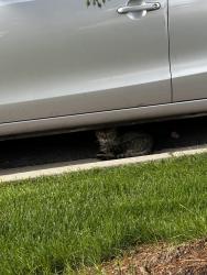 Found/Stray Unknown Cat last seen Sanford hosp, Sioux Falls, SD 57105