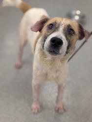 Shelter Stray Male Dog last seen Near San Ysidro, San Diego, CA, 92173, 5500 Gaines St, San Diego, CA 92110, USA