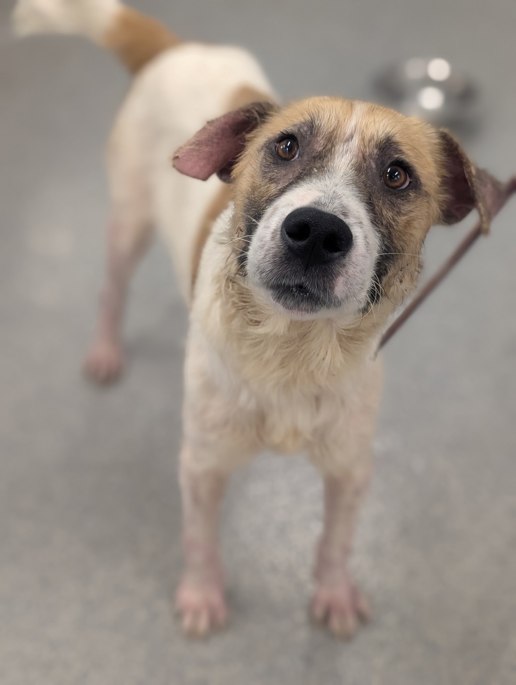 Shelter Stray Male Dog last seen Near San Ysidro, San Diego, CA, 92173, 5500 Gaines St, San Diego, CA 92110, USA