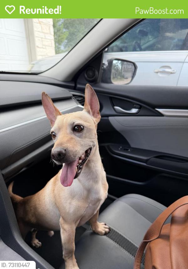 Reunited Male Dog last seen Venetian Pines neighborhood, Conroe, TX 77301