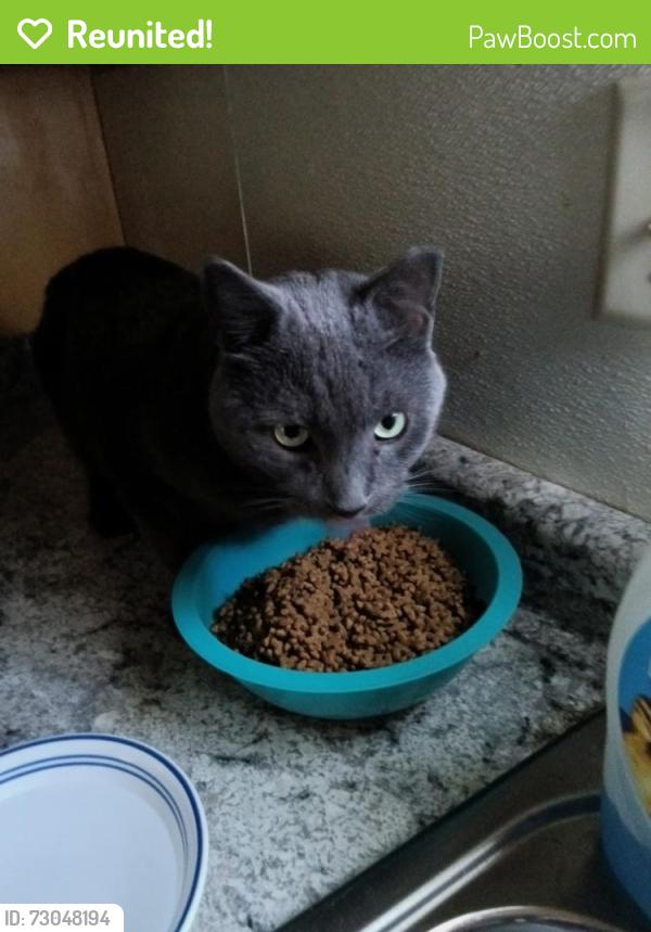 Reunited Male Cat last seen Robert Ave NW, Warren, OH 44485