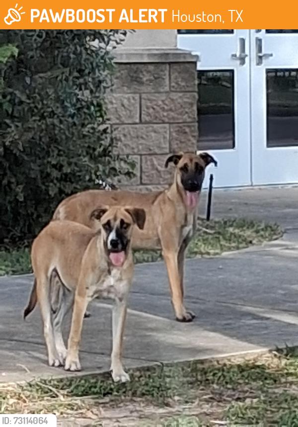 Found/Stray Unknown Dog last seen Alameda & Windmill Lakes Blvd., Houston, TX 77075