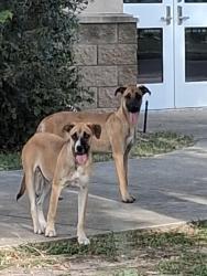 Found/Stray Unknown Dog last seen Alameda & Windmill Lakes Blvd., Houston, TX 77075