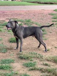 Found/Stray Male Dog last seen Riverton Road, Huntsville, AL 35811
