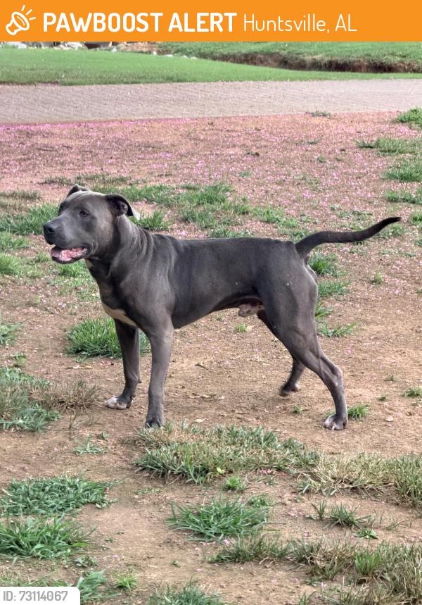 Found/Stray Male Dog last seen Riverton Road, Huntsville, AL 35811