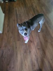 Reunited Female Dog last seen Saybrook & Cloverdale, San Antonio, TX 78250