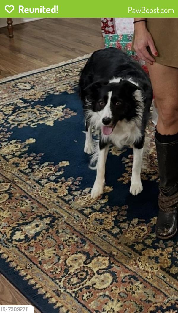 Reunited Female Dog last seen Near Canadian Dr, Scroggins, TX 75480