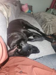 Reunited Female Dog last seen Near hwy 99 ste A pmb, Lynnwood wa 98036, Lake Stevens, WA 98258