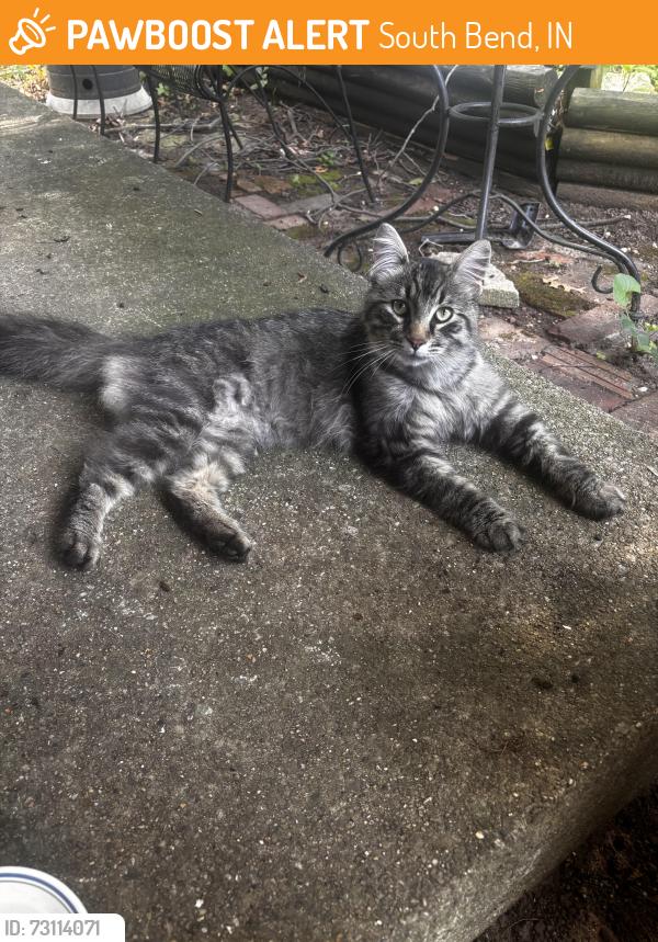 Found/Stray Unknown Cat last seen cemetery, South Bend, IN 46628