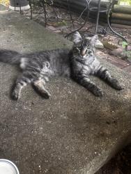 Found/Stray Unknown Cat last seen cemetery, South Bend, IN 46628