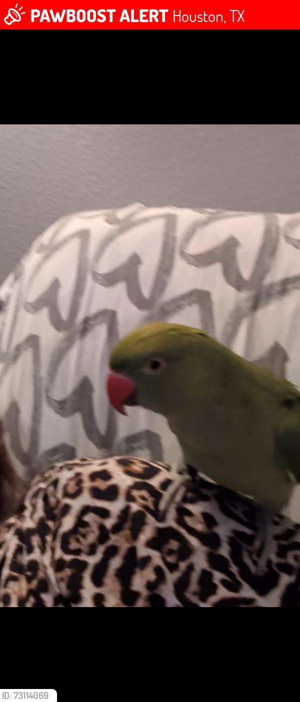 Lost Male Bird last seen Near south Wilcrest dr and kipp way school, Houston, TX 77099