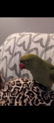 Lost Male Bird last seen Near south Wilcrest dr and kipp way school, Houston, TX 77099