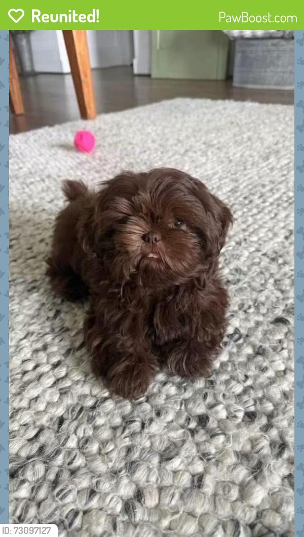 Reunited Female Dog last seen Chenango Ranch Neighborhood, Angleton, TX 77515