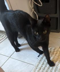 Lost Male Cat last seen Schubert/orchard, Greenwich, CT 06807