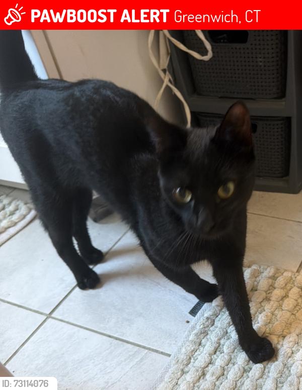 Lost Male Cat last seen Schubert/orchard, Greenwich, CT 06807
