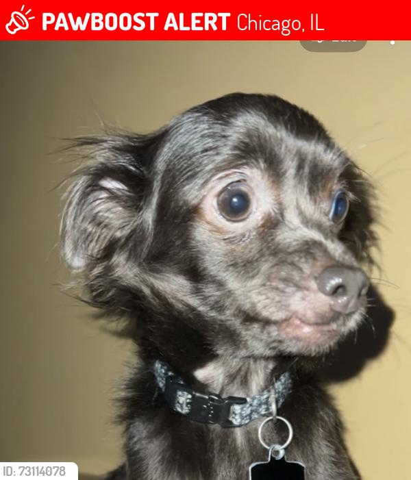 Lost Female Dog last seen Gage Park Area 5800, Chicago, IL 60629