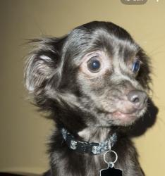 Lost Female Dog last seen Gage Park Area 5800, Chicago, IL 60629