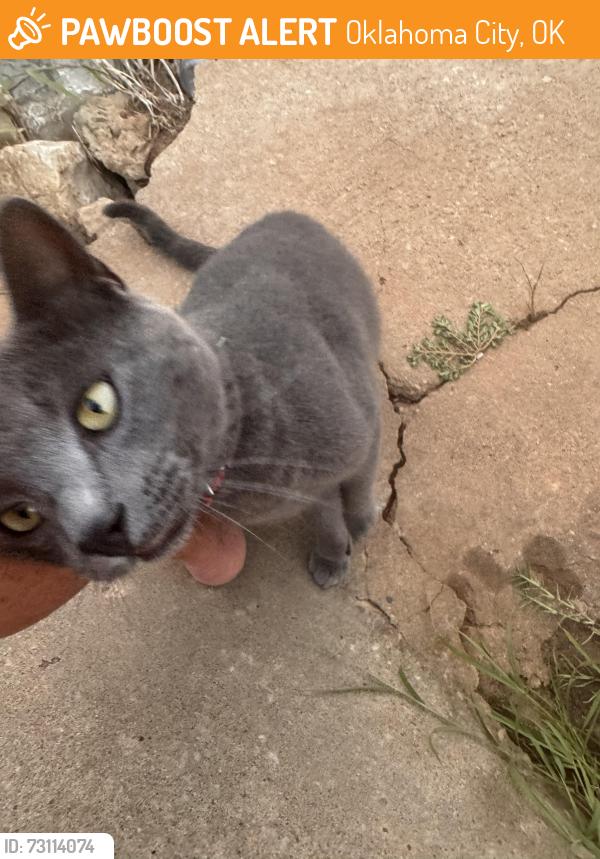 Found/Stray Unknown Cat last seen Nw 63 and council, Oklahoma City, OK 73132