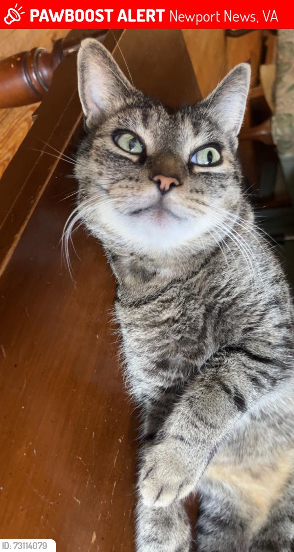 Lost Male Cat last seen Sunset road, Newport News, VA 23606