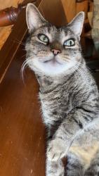 Lost Male Cat last seen Sunset road, Newport News, VA 23606