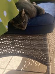 Found/Stray Female Cat last seen pismo and bayside walk, San Diego, CA 92109