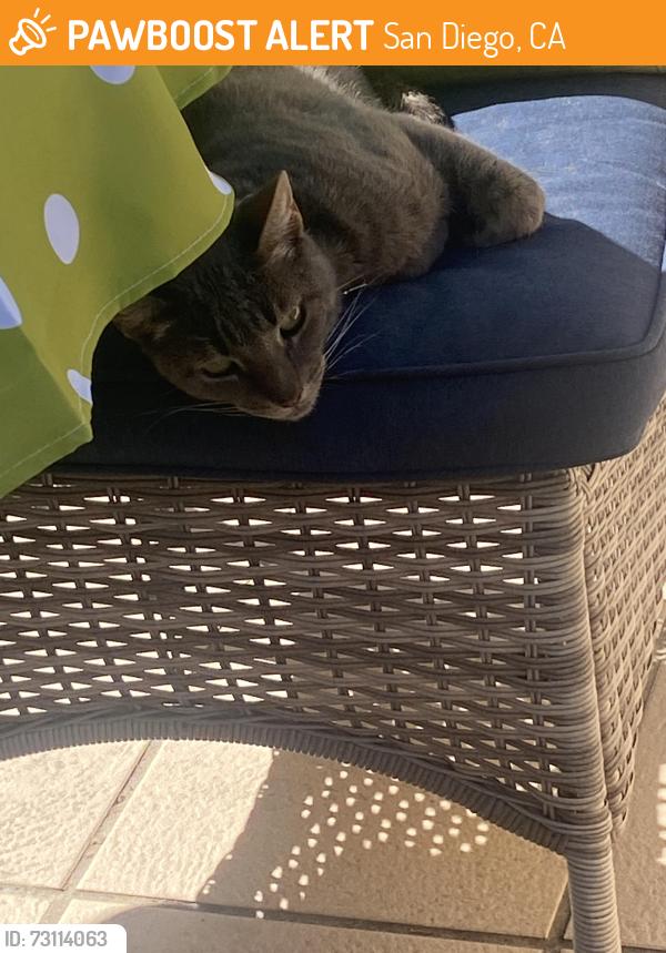 Found/Stray Female Cat last seen pismo and bayside walk, San Diego, CA 92109