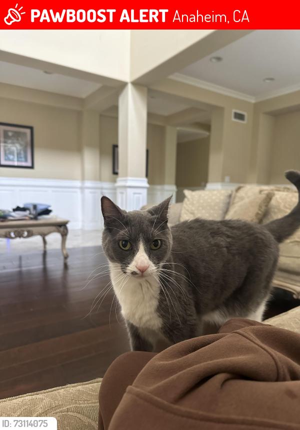 Lost Female Cat last seen E Marblehead Way, Anaheim, CA 92808