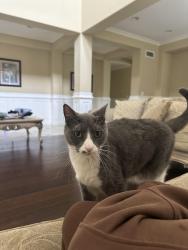Lost Female Cat last seen E Marblehead Way, Anaheim, CA 92808